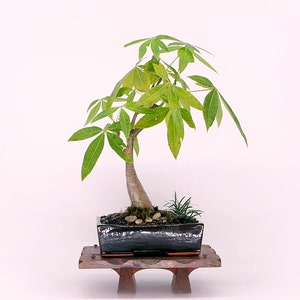 Money Tree Bonsai: Pachira Aquatica in Glazed Pot