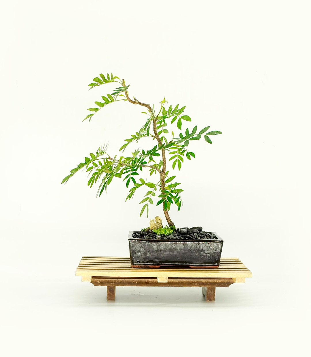 Rare White Powder Puff Bonsai Tree new Friend Collection From Cute