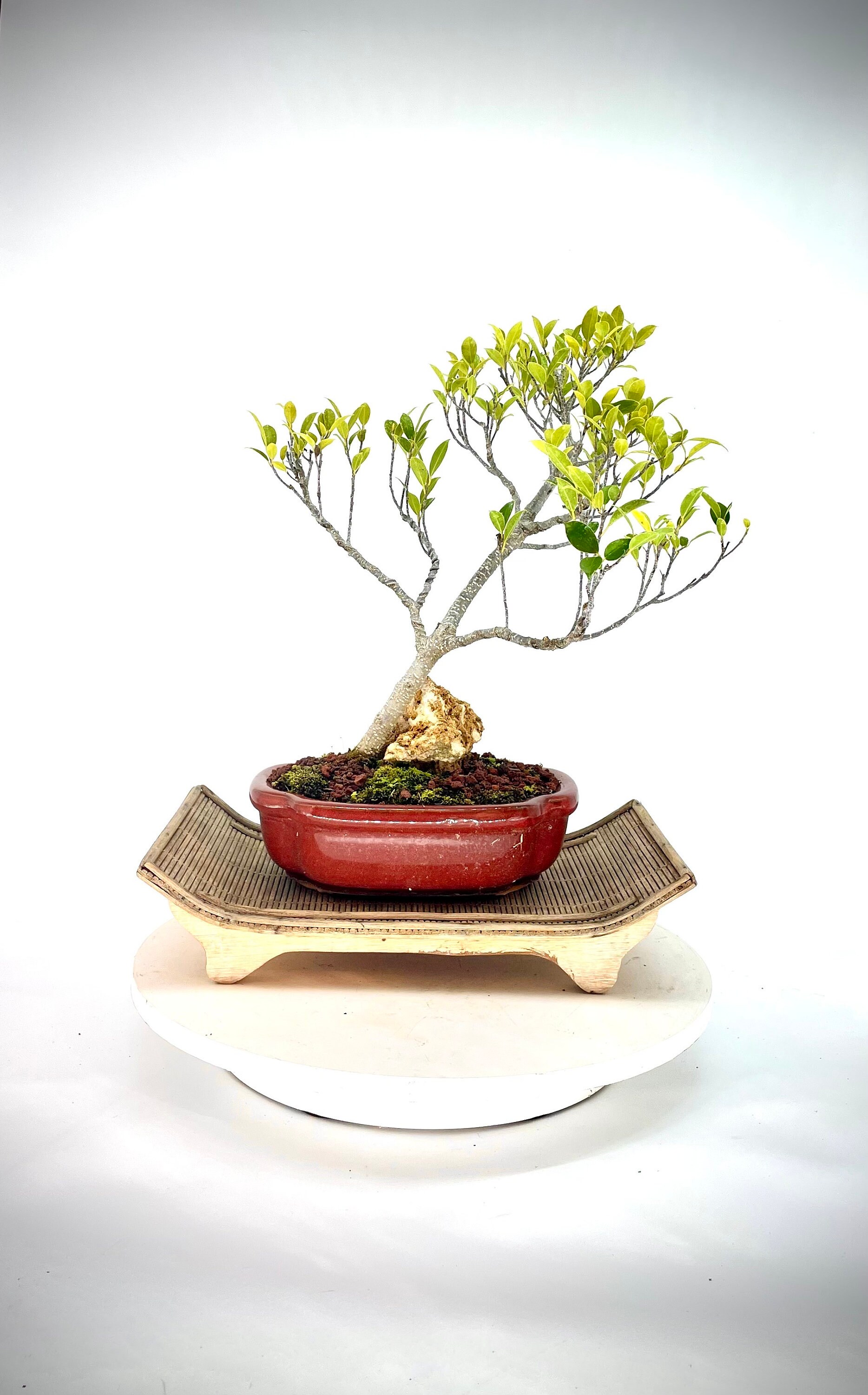 Golden Gate Fig Bonsai Tree "enjoy!" Collection From Cute Little Bonsai -  Etsy