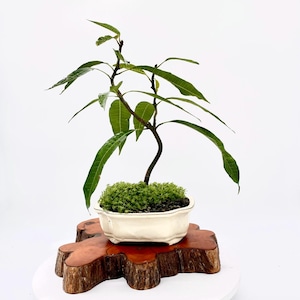 Mango Bonsai - Etsy