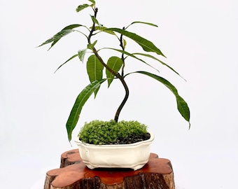 Thai Mango Bonsai Tree: Sweet Yellow Fruit, Artistic Live Plant, Custom Pot