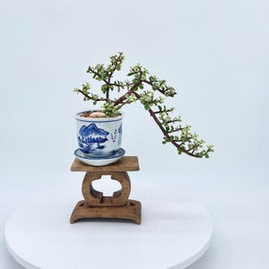 Rare dwarf white jade bonsai tree &quot;African sunset&quot; collection from Cute Little Bonsai