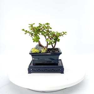 May include: A miniature bonsai tree with bright green foliage and reddish branches. It's potted in a black, rectangular container, set on a decorative black stand. A small rock and moss are also present.