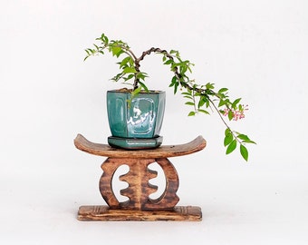 Dwarf Weeping Cherry Tree - Etsy