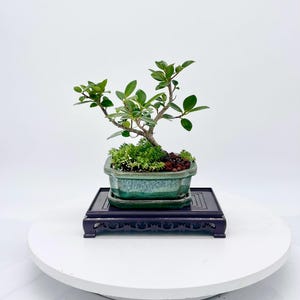 May include: A miniature bonsai tree in a turquoise ceramic pot, placed on a dark wooden stand. The bonsai features green leaves and small, round green fruits. The pot sits on a matching tray, and the stand has carved details.