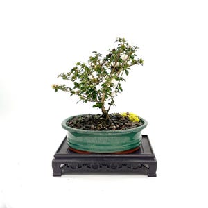 May include: A small bonsai tree in a green ceramic pot, filled with dark pebbles, sits on a decorative black wooden stand. The tree has green leaves and small white flowers, with a few patches of yellow-green moss.