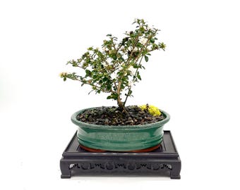 Kyoto Serissa Snow Rose Bonsai Rare Yellow Bloom Smallest Rose Bonsai Tree Flowering Bonsai Live Tree Handmade Styled