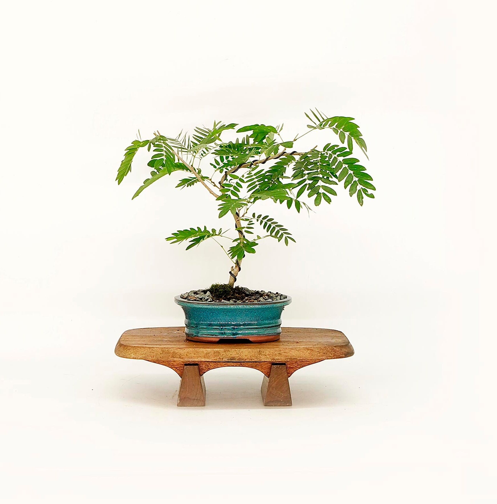 Rare Calliandra Bonsai Japanese Calliandra Bonsai Tree Seeds Uk Stock 