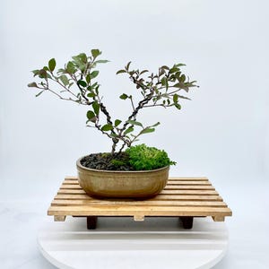 May include: A bonsai tree in a ceramic pot with green leaves and a twisted trunk. The pot sits on a small wooden pallet. The bonsai is a miniature tree, a form of living art.