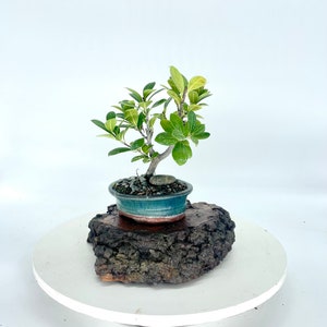Ficus &quot;Green Gem&quot; Bonsai Tree: Rare Indoor Plant