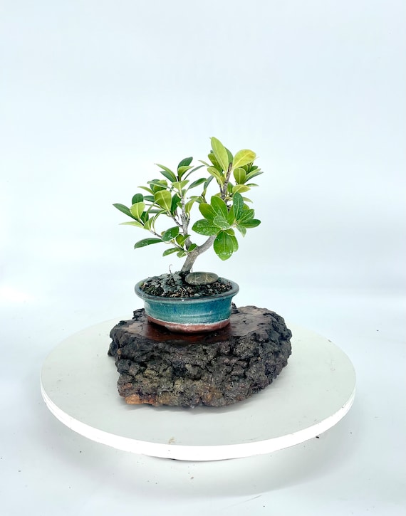 Ficus ""Green Gem"" Bonsai Baum: Seltene Zimmerpflanze." - Etsy.de