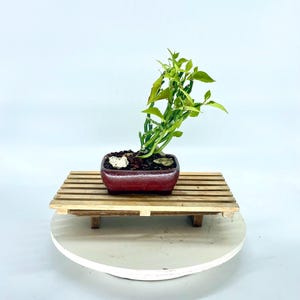 Drzewko bonsai Euphorbia z kolekcji „Emerging Creations” firmy Cute Little Bonsai
