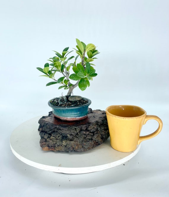 bonsai gedicht The Essential Bonsai Book : Techniques for Creating Beautiful Trees main image 1