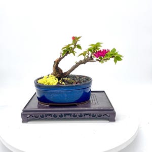 Dwarf Pixie Bougainvillea Bonsai Tree in High Quality Japanese Bonsai Pot – Flowering Miniature Tropical Bonsai Indoor Outdoor
