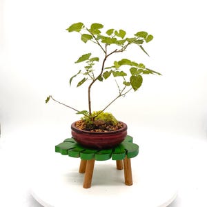 May include: A small green bonsai tree with thin branches and serrated leaves planted in a round, dark red ceramic pot. The pot rests on a green, leaf-shaped wooden stand with three light brown cylindrical legs against a white background.