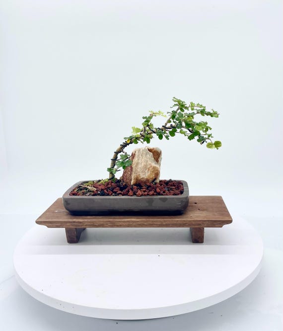 ginkgo biloba bonsai for sale Bonsai Ginkgo biloba brown hexagonal pot 17cm, height 52cm – Bonsai Shop main image 0