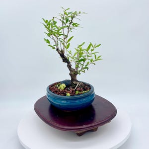 Rare Persian Pomegranate bonsai tree &quot;My only Joy&quot; collection from CuteLittleBonsai