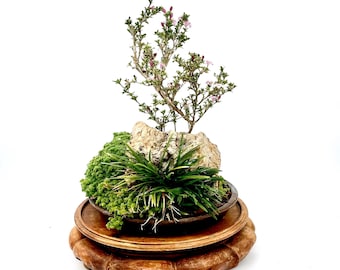 Flowering Serissa Bonsai Tree: Snow Rose Miniature Landscape Live Plant