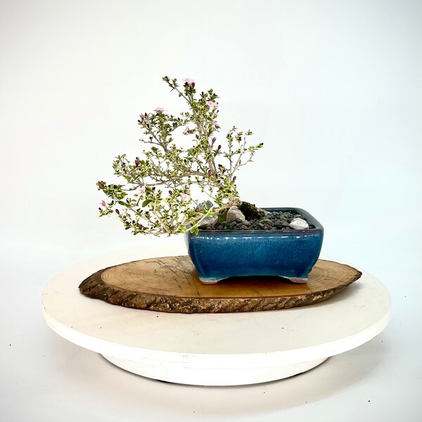 Lilac Variegated Serissa Foetifa bonsai tree "Best gift" collection from Cute Little Bonsai