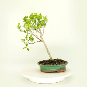 Tiger Bark Fig Bonsai Tree: Glazed Pot, Emerging Art