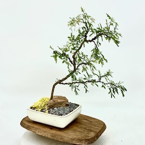 Sweet acacia bonsai tree &quot;Emerging creation&quot; collection from Cute Little Bonsai