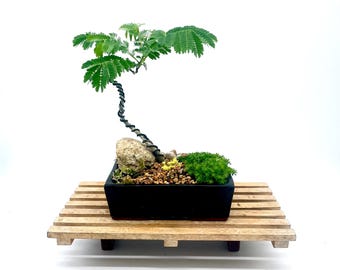 Rare Dwarf Xanadu Philodendron Bonsai Tree "cute and Little" Collection  From Cute Little Bonsai - Etsy