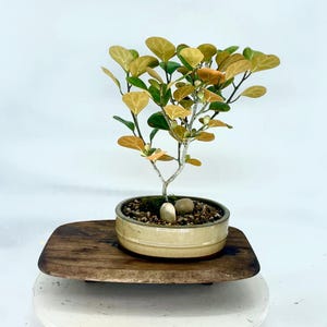 Drzewko Bonsai Ficus Deltoidea: Rzadka figa, szkliwiona doniczka