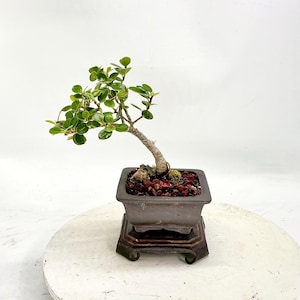 Peut inclure: Un petit bonsaï avec des feuilles vertes vives et un tronc texturé. L'arbre est planté dans un pot carré gris foncé rempli de cailloux brun rougeâtre. Le pot repose sur un support décoratif brun foncé, sur fond blanc.