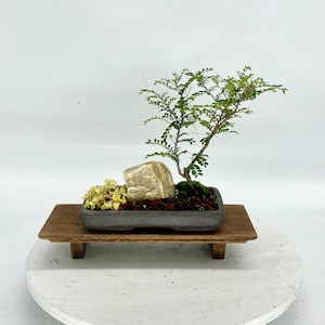 Chinese pepper (rare) pre bonsai tree &quot;Emerging creation&quot; collection from CuteLittleBonsai