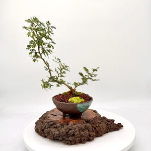 Peut inclure: Un petit bonsaï aux feuilles vertes délicates planté dans un pot en céramique marron avec une touche turquoise. Le pot repose sur un morceau d'écorce de bois naturel épais et texturé, avec une surface supérieure brun rougeâtre.
