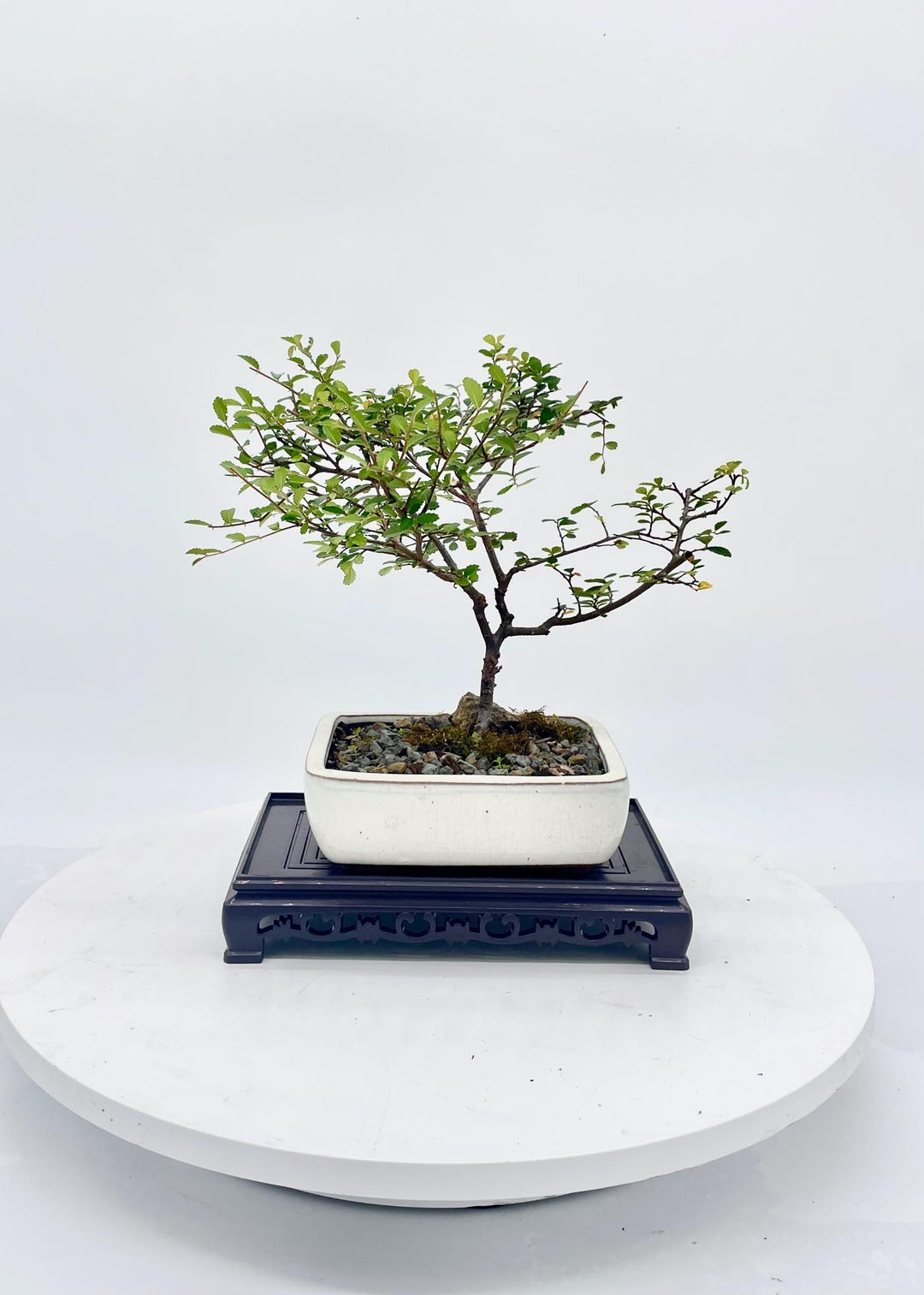 Caitlin Elm Bonsai Tree, Compact Tree With Small Foliage - Etsy