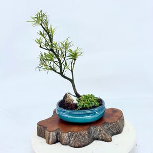 Dwarf Pringles Buddha Pine Bonsai Tree: Rare Podocarpus