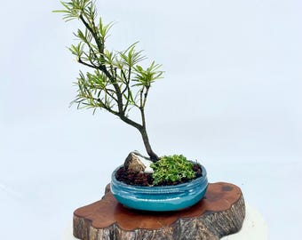 Buddha Pine Podocarpus Bonsai  Clump Style  Rare Evergreen With Graceful  Form - Etsy