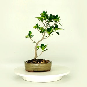 Fig Bonsai Etsy