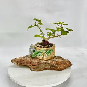 Slab Bonsai Pot - Etsy