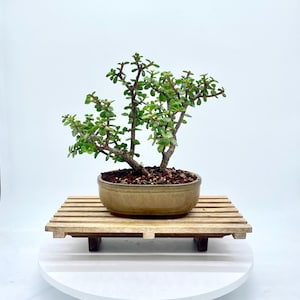 Könnte beinhalten: Ein kleiner Bonsai-Baum mit leuchtend grünen Blättern und einem braunen Stamm, der in einem hellbraunen Keramikbehälter eingetopft ist. Der Bonsai steht auf einer kleinen, hölzernen Lattenplattform, die auf einem weißen, kreisförmigen Sockel erhöht ist.