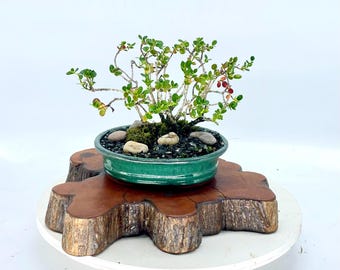 Japanese Elaeagnus Bonsai Tree: Fruiting Tree, Glazed Pot - Etsy