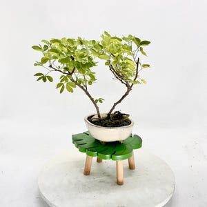 Manila Tamarind bonsai tree &quot;Pride of Asia&quot; collection from Cute Little Bonsai