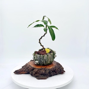 Mango Bonsai - Etsy