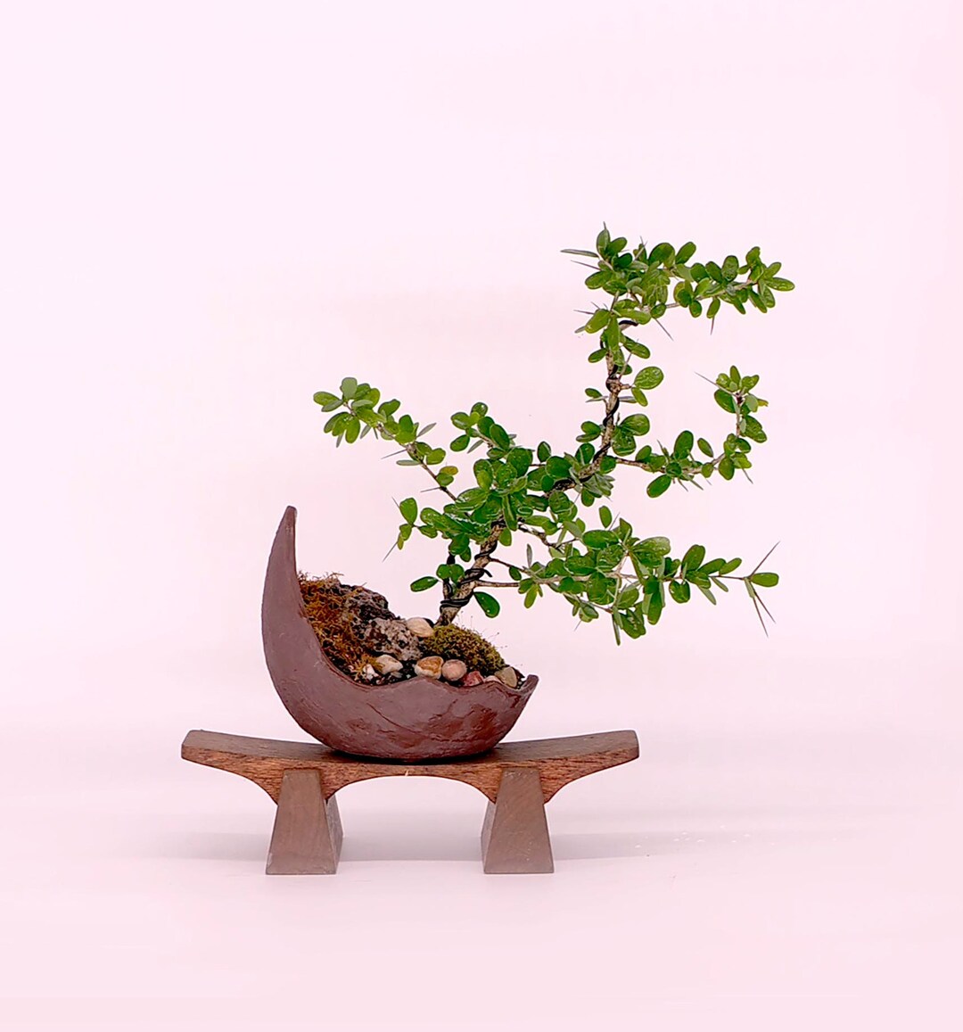 Desmodium Bonsai Tree best Gift Collection From Etsy