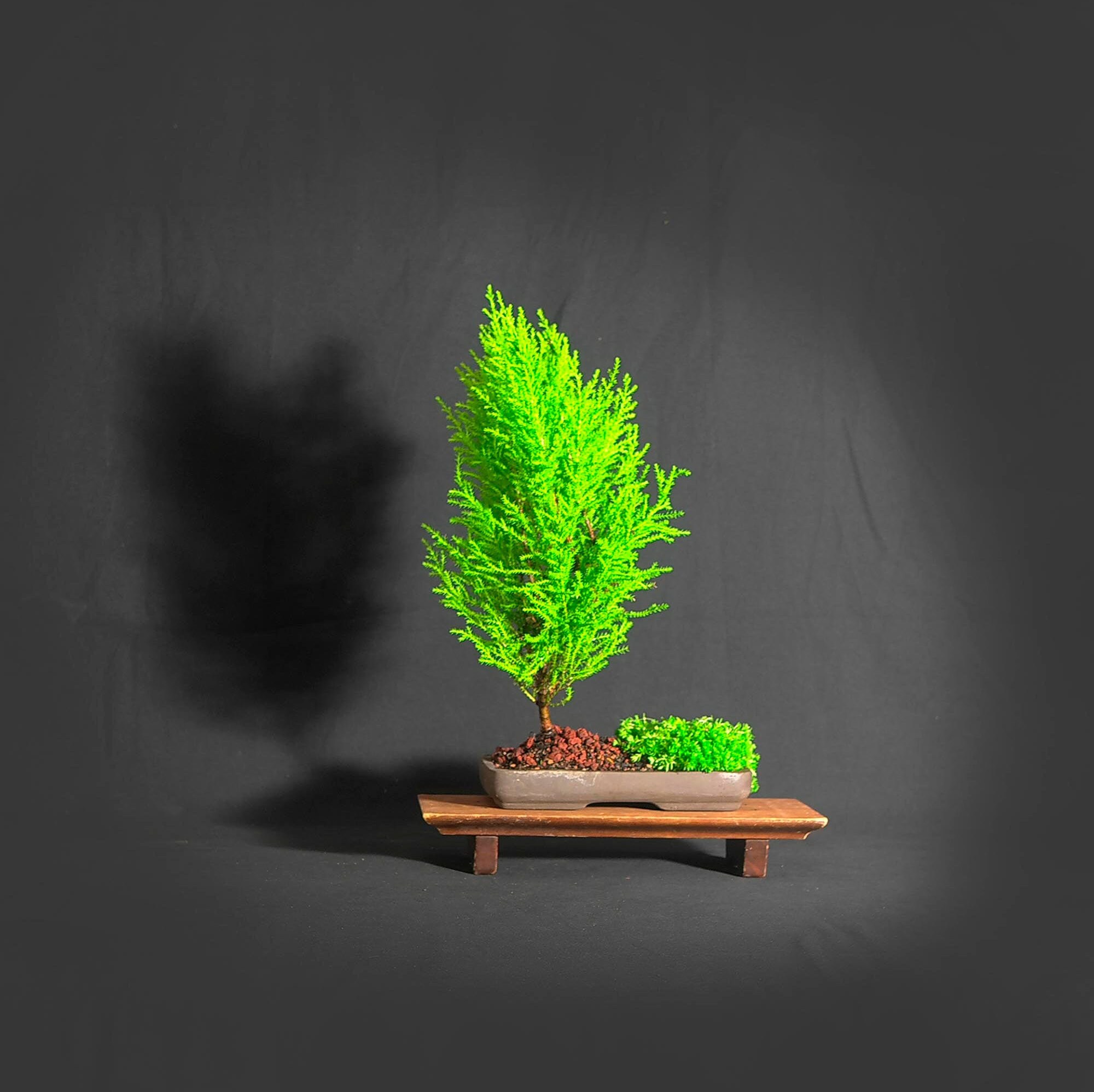 lemon cypress tree bonsai