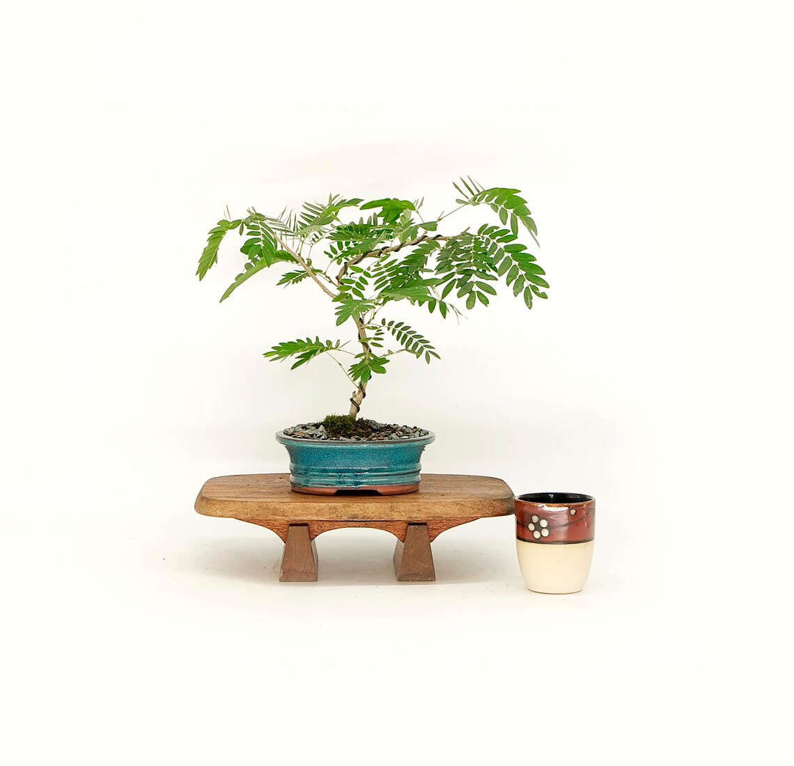 Rare White Powder Puff Bonsai Tree unique Etsy