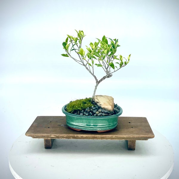 BR7 pre-bonsai tree (rare) "Enjoy!" collection from Cute Little Bonsai