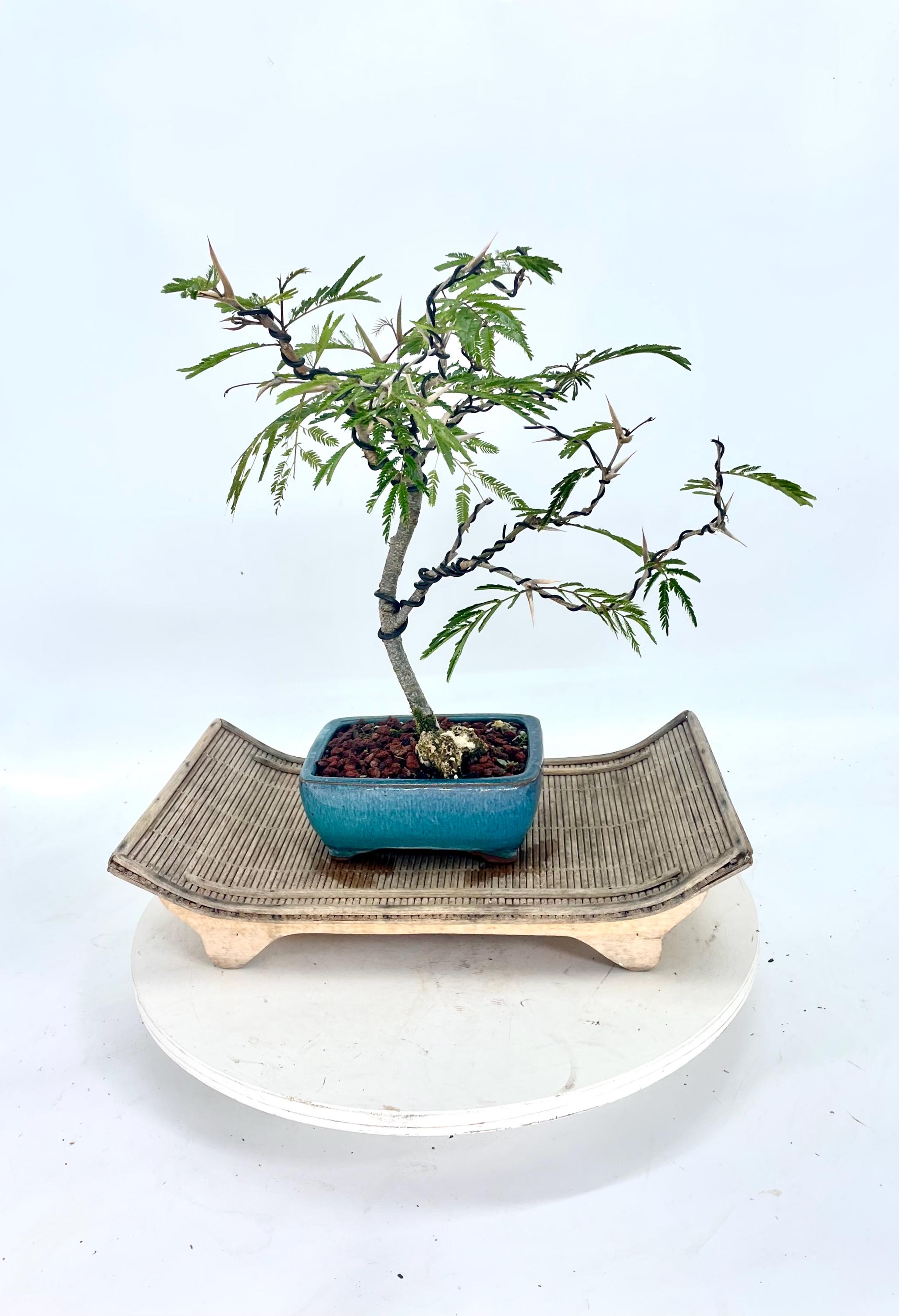 pre bonsai tree Pine Tree pre Bonsai Material Plant with Nursery Pot – GreenParadiseLive
