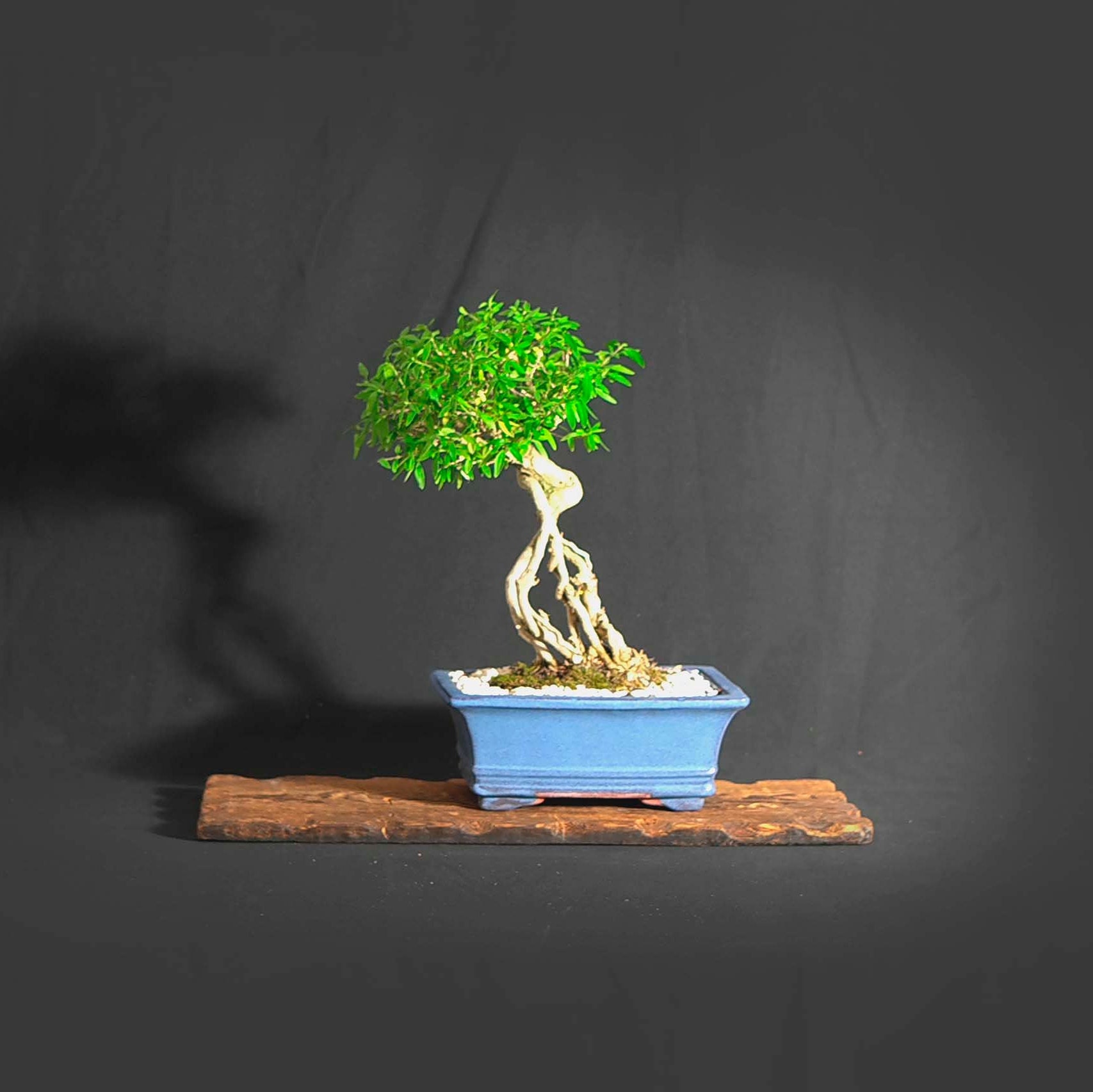 Serissa snow rose bonsai tree Out 4 delivery Etsy