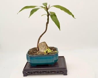 Thai Mango Bonsai Tree: Sweet Yellow Fruit, Artistic Live Plant, Custom Pot