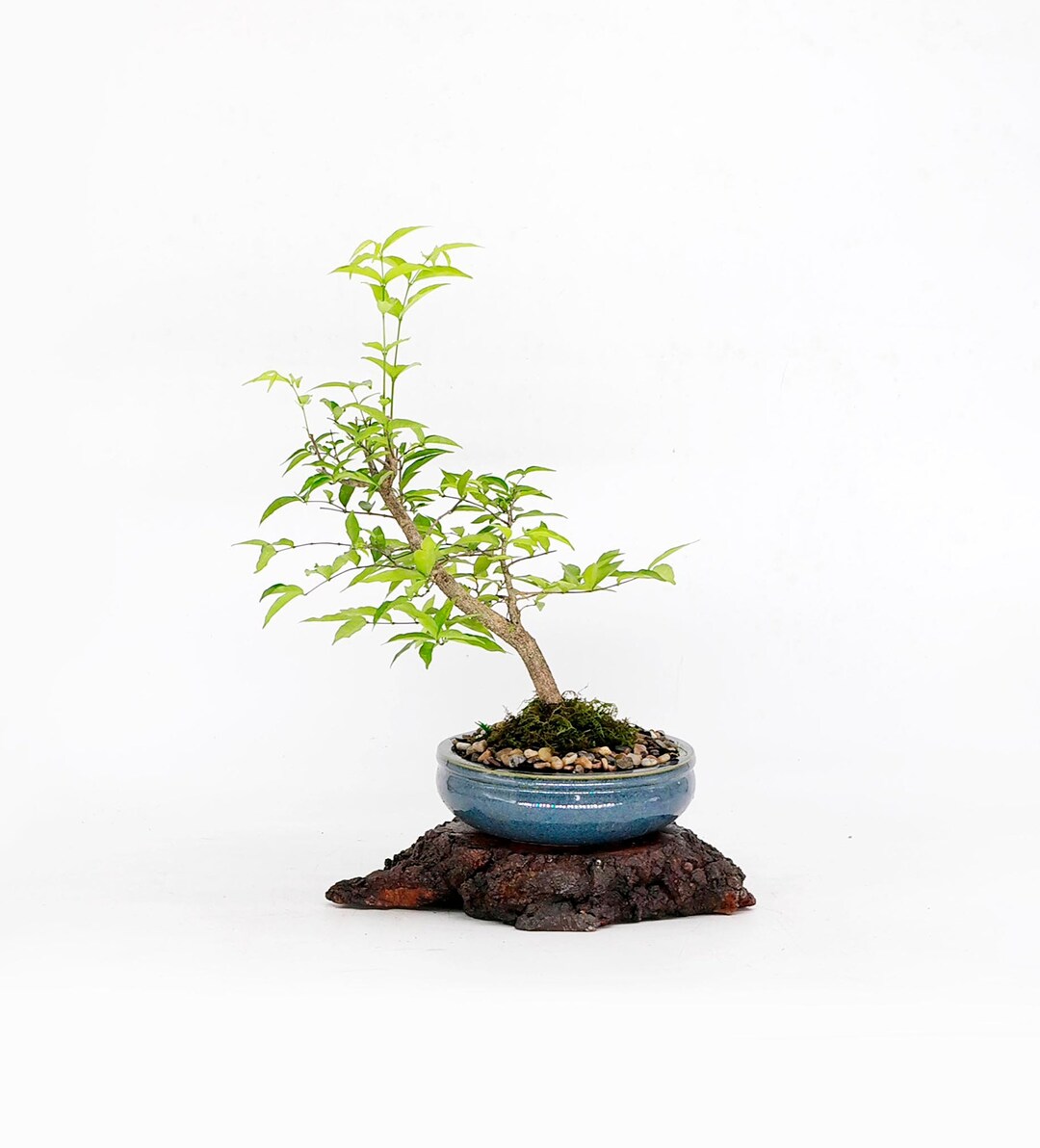 Water Jasmine Bonsai Tree enjoy Collection From Etsy