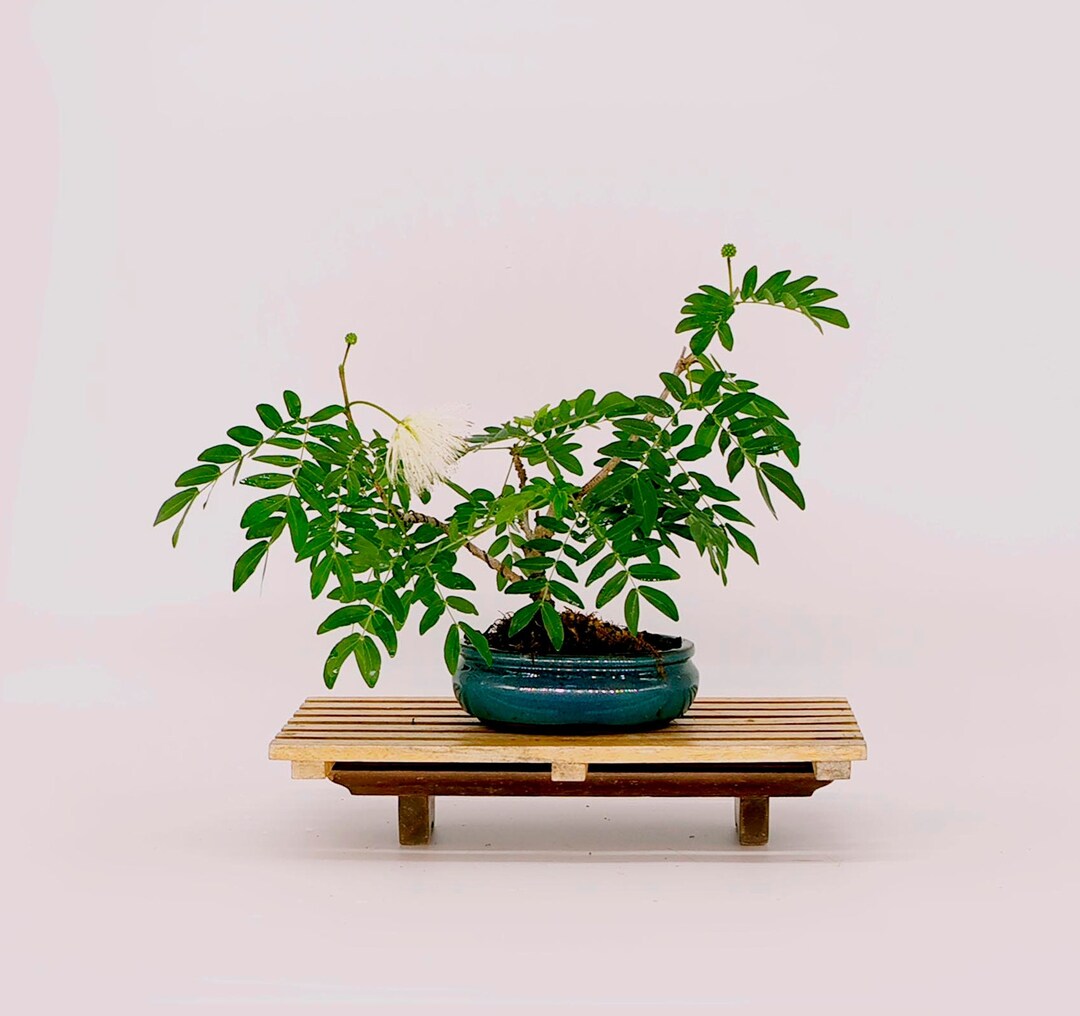 Rare White Powder Puff Bonsai Tree exotics Collection From Cute Little