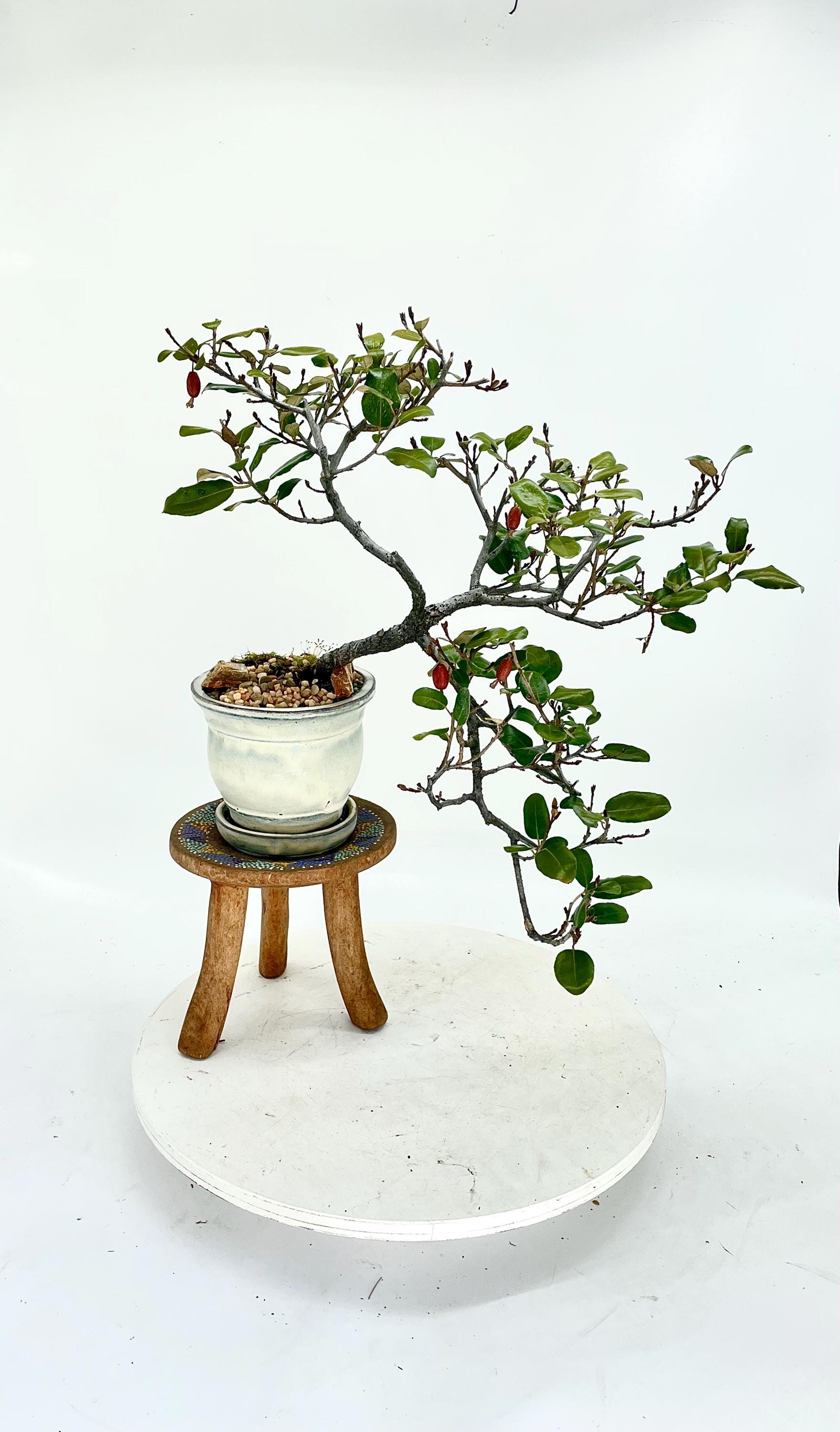 Japanese Elaeagnus Bonsai Tree: Edible Berry - Etsy