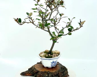 ginseng bonsai ikea Ficus microcarpa 'Ginseng' main image 0